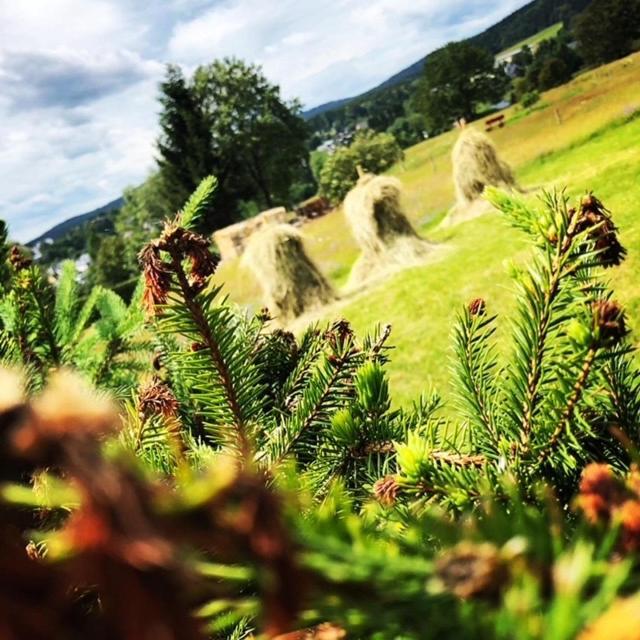 Rennsteighotel Gruener Baum Schmiedefeld am Rennsteig Exteriér fotografie